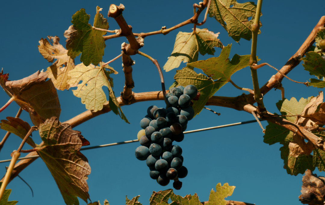 Who is Alcantara Vineyard and Winery and how do you grow grapes in the