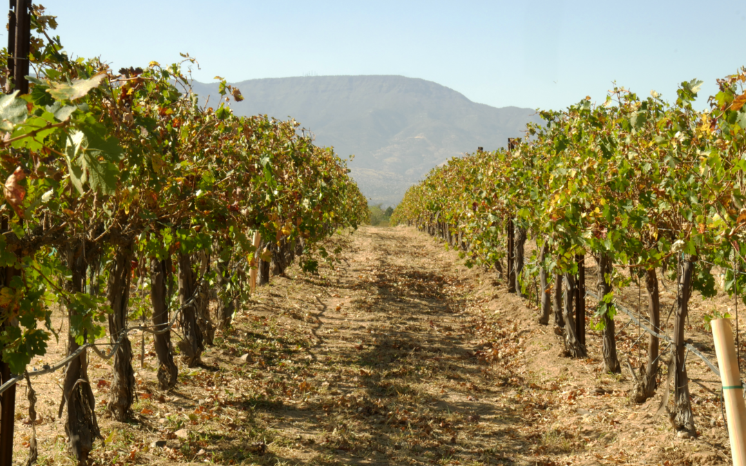 Wine making in Arizona Wine Country, An interview with Alcantara’s Wine maker, Dominic Burke